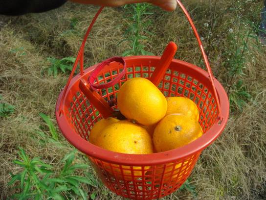 ����´��ڴ򿪴�ͼ