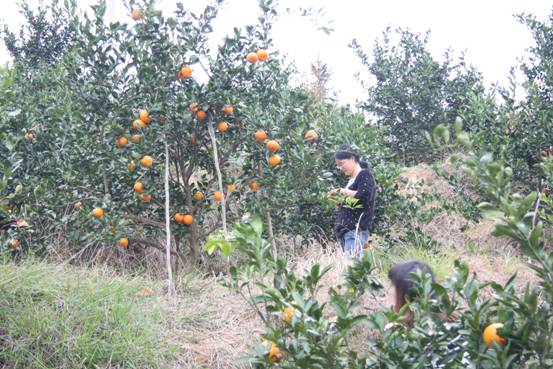 ����´��ڴ򿪴�ͼ